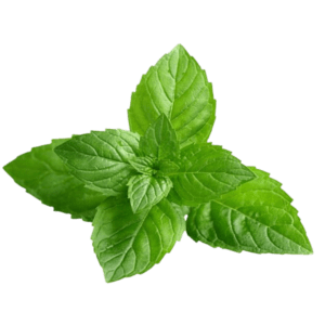 Peppermint