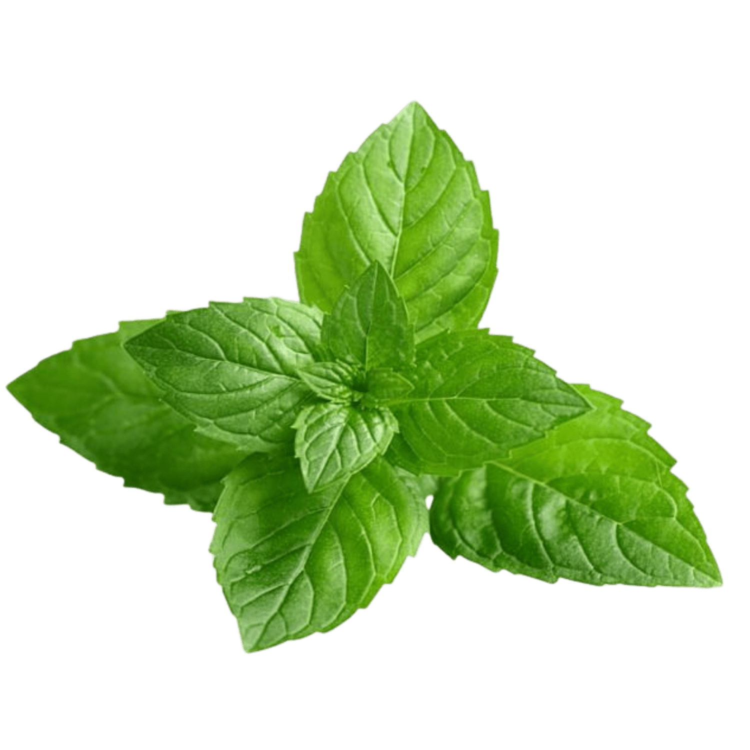 Peppermint