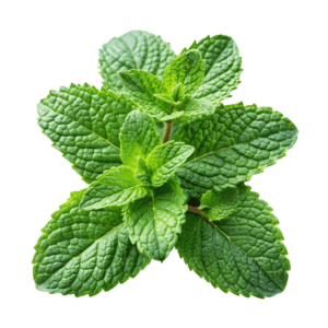 Garden Mint