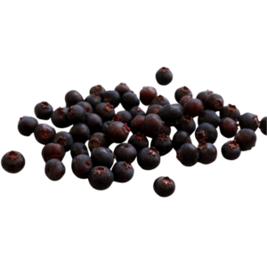 Falsa