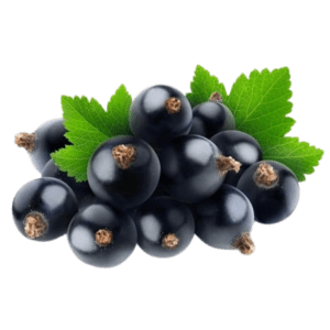 Black Currant