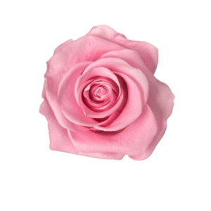 Rose water