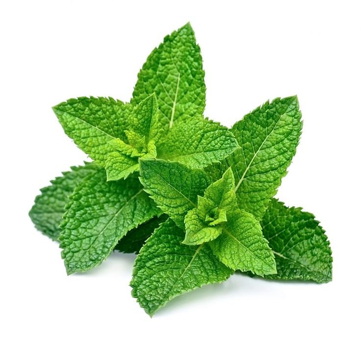 Spearmint